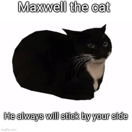 maxwell the cat | Maxwell the cat; He always will stick by your side | image tagged in maxwell the cat | made w/ Imgflip meme maker