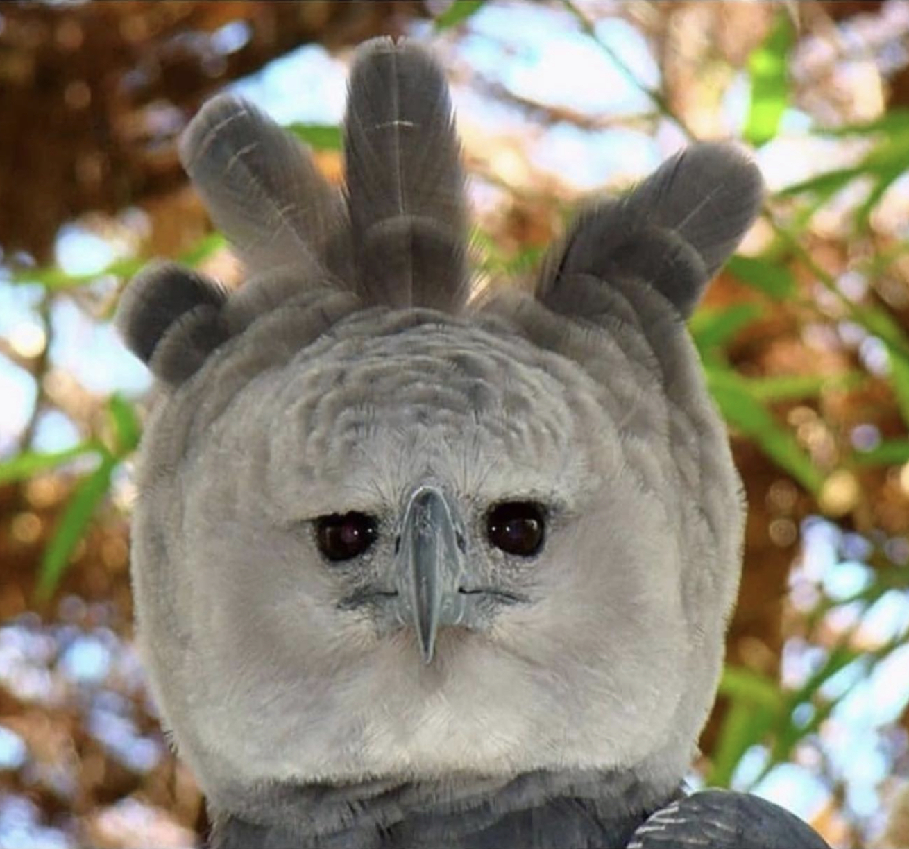 Harpy eagle Blank Meme Template