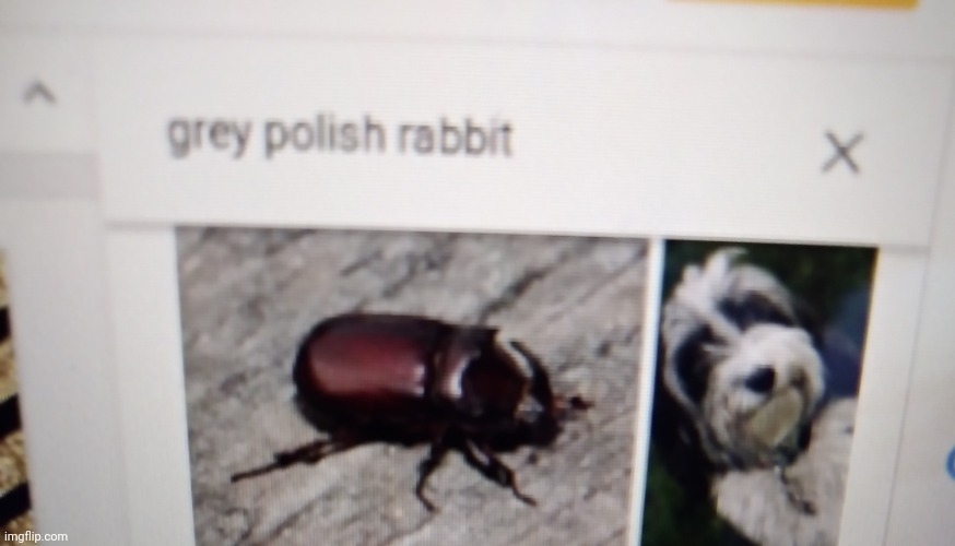 lmao im listening to my mum make fun of lesbian trans women | made w/ Imgflip meme maker