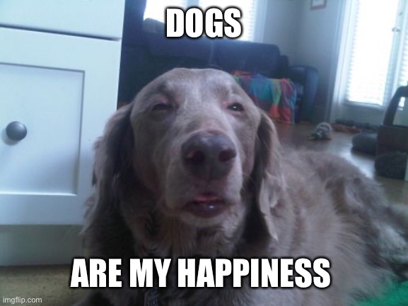 High Dog Meme | DOGS ARE MY HAPPINESS | image tagged in memes,high dog | made w/ Imgflip meme maker