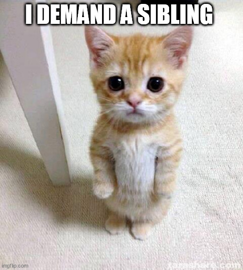 Cute Cat | I DEMAND A SIBLING | image tagged in memes,cute cat | made w/ Imgflip meme maker