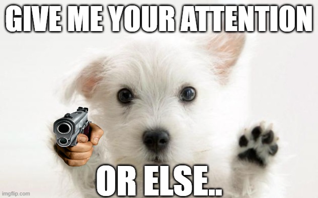My dog does this me all the time. | GIVE ME YOUR ATTENTION; OR ELSE.. | image tagged in cute dog | made w/ Imgflip meme maker