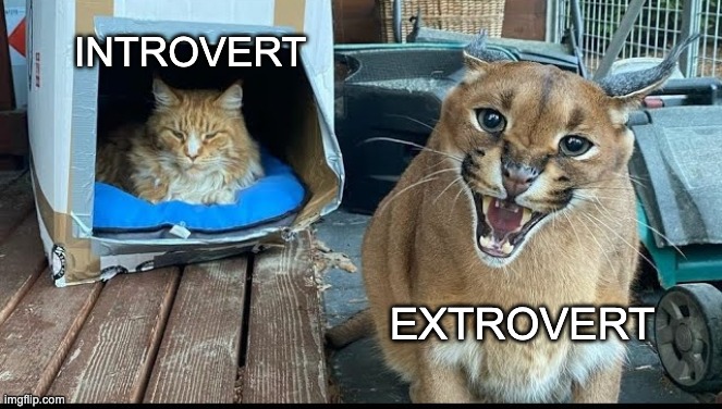 Is this true? | INTROVERT; EXTROVERT | image tagged in floppa,introvert,extrovert | made w/ Imgflip meme maker