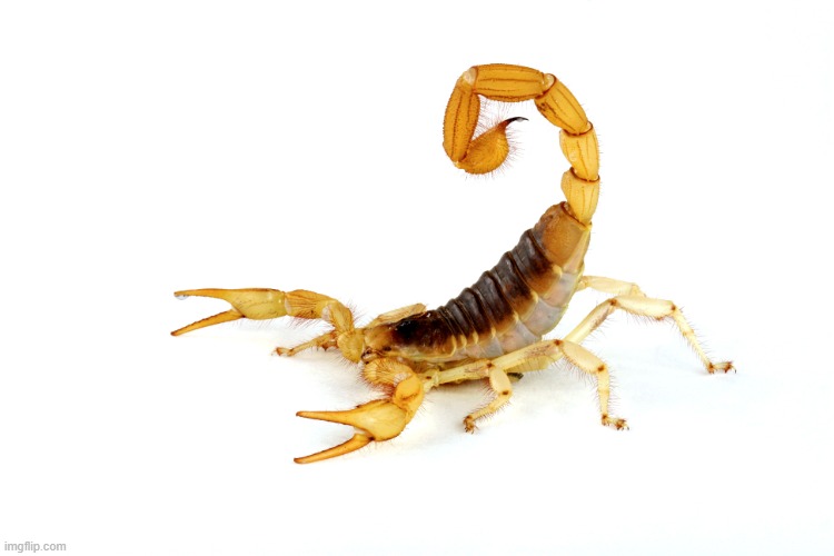 United Scorpion | image tagged in united scorpion | made w/ Imgflip meme maker