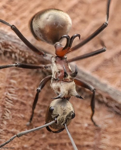 image tagged in horror | made w/ Imgflip meme maker