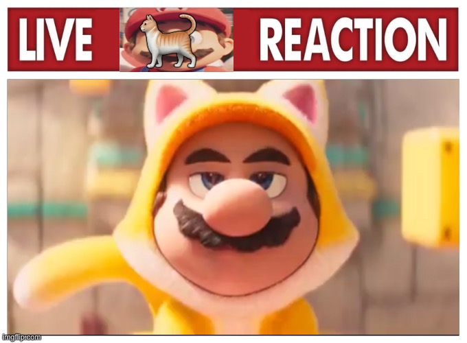 Live Cat Reaction | 🐈 | image tagged in live cat reaction | made w/ Imgflip meme maker