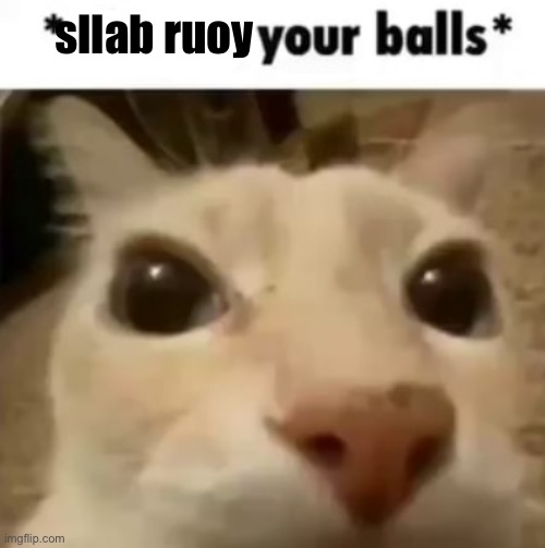 X your balls | sllab ruoy | image tagged in x your balls | made w/ Imgflip meme maker