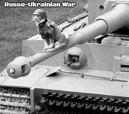 cat war | Russo-Ukrainian War | image tagged in cat war,russo-ukrainian war,slavic | made w/ Imgflip meme maker