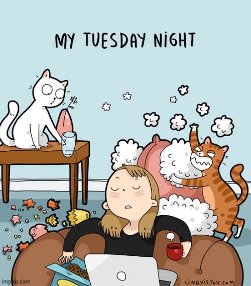 A Cat Lady's Way Of Thinking | image tagged in memes,comics,cat lady,tuesday,cats,party | made w/ Imgflip meme maker