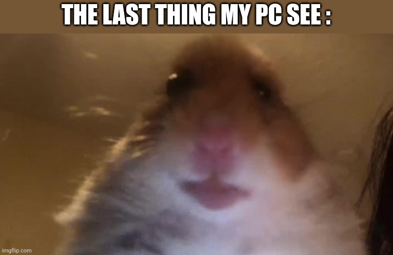 Staring Hamster | THE LAST THING MY PC SEE : | image tagged in staring hamster | made w/ Imgflip meme maker