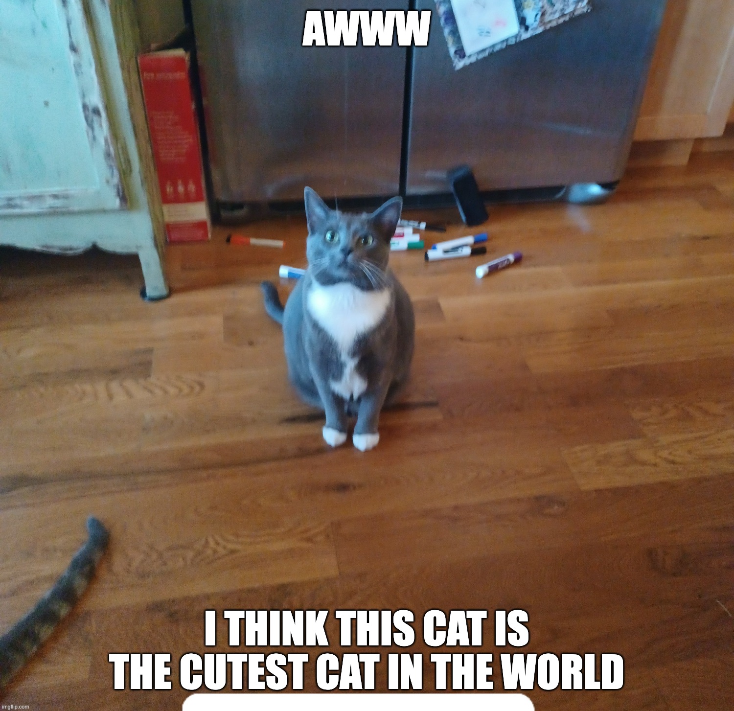 THE CUTEST CAT IN THE WORLD | AWWW; I THINK THIS CAT IS THE CUTEST CAT IN THE WORLD | image tagged in cats,cute,cat | made w/ Imgflip meme maker