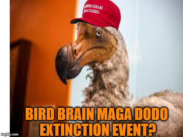 BIRD BRAIN MAGA DODO
 EXTINCTION EVENT? | made w/ Imgflip meme maker