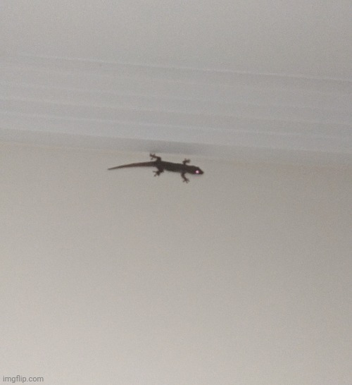 Big gecko | made w/ Imgflip meme maker