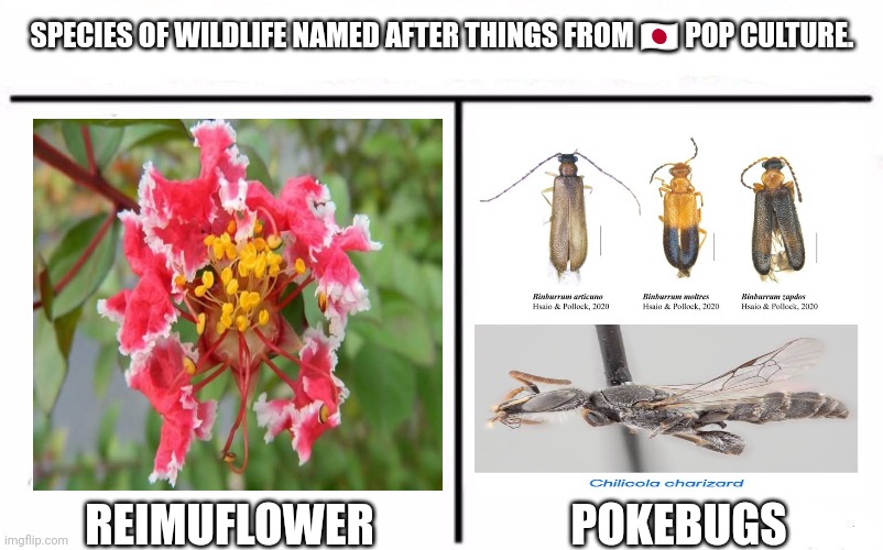 Who Would Win Blank | SPECIES OF WILDLIFE NAMED AFTER THINGS FROM 🇯🇵 POP CULTURE. POKEBUGS; REIMUFLOWER | image tagged in memes,anime,bugs | made w/ Imgflip meme maker