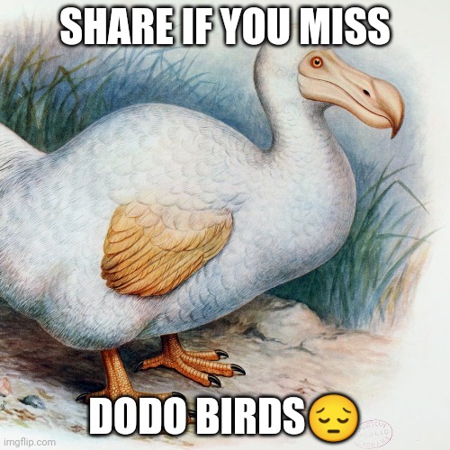 SHARE IF YOU MISS; DODO BIRDS😔 | made w/ Imgflip meme maker