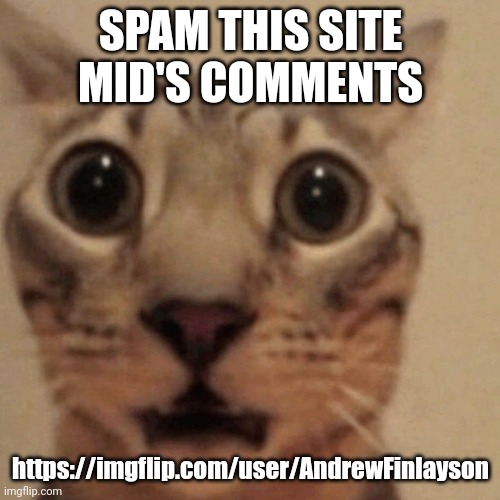 Domestic short-haired cat | SPAM THIS SITE MID'S COMMENTS; https://imgflip.com/user/AndrewFinlayson | image tagged in domestic short-haired cat | made w/ Imgflip meme maker