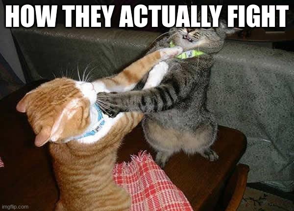 Two cats fighting for real | HOW THEY ACTUALLY FIGHT | image tagged in two cats fighting for real | made w/ Imgflip meme maker