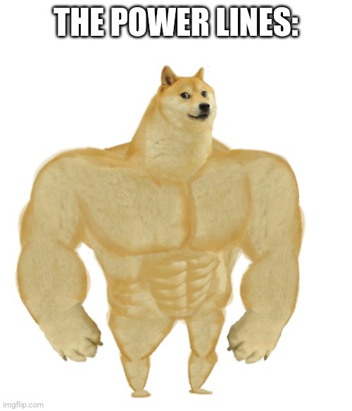 Buff doge | THE POWER LINES: | image tagged in buff doge | made w/ Imgflip meme maker