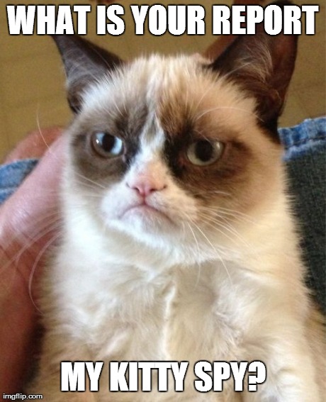 Grumpy Cat Meme | WHAT IS YOUR REPORT MY KITTY SPY? | image tagged in memes,grumpy cat | made w/ Imgflip meme maker