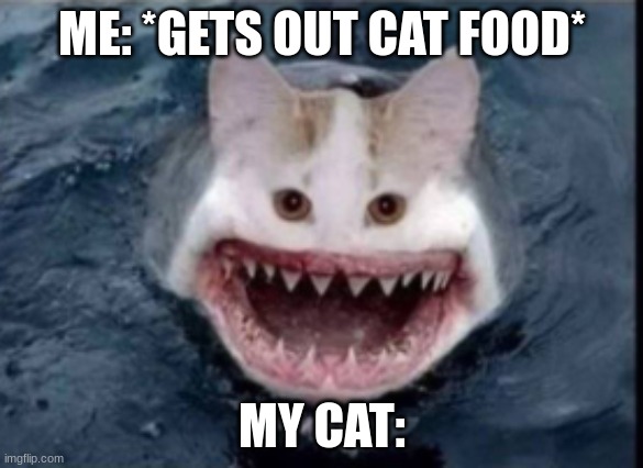SHARK CAT | ME: *GETS OUT CAT FOOD*; MY CAT: | image tagged in shark cat | made w/ Imgflip meme maker