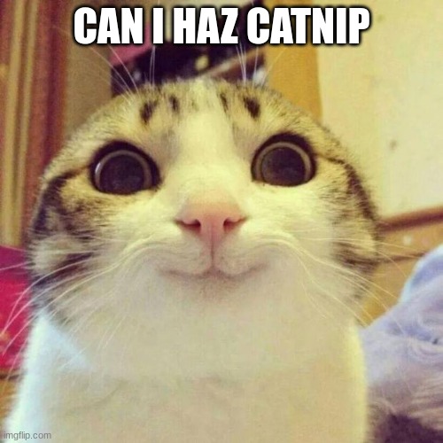 cat owners, you know what i mean. |  CAN I HAZ CATNIP | image tagged in memes,smiling cat | made w/ Imgflip meme maker