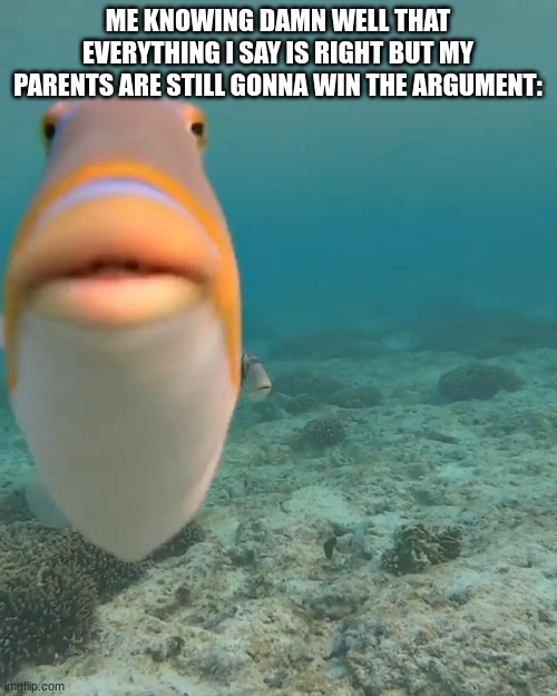 staring fish | ME KNOWING DAMN WELL THAT EVERYTHING I SAY IS RIGHT BUT MY PARENTS ARE STILL GONNA WIN THE ARGUMENT: | image tagged in staring fish | made w/ Imgflip meme maker