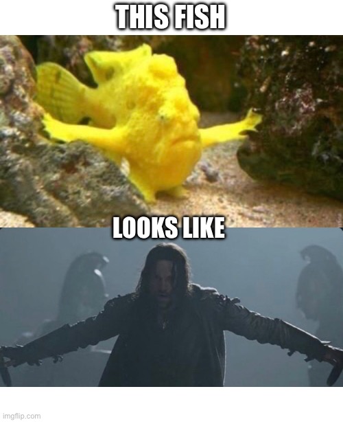 Lotr fish | THIS FISH; LOOKS LIKE | image tagged in lotr,fish,aragorn | made w/ Imgflip meme maker
