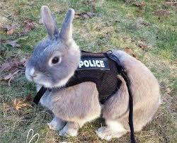 High Quality police rabbit Blank Meme Template
