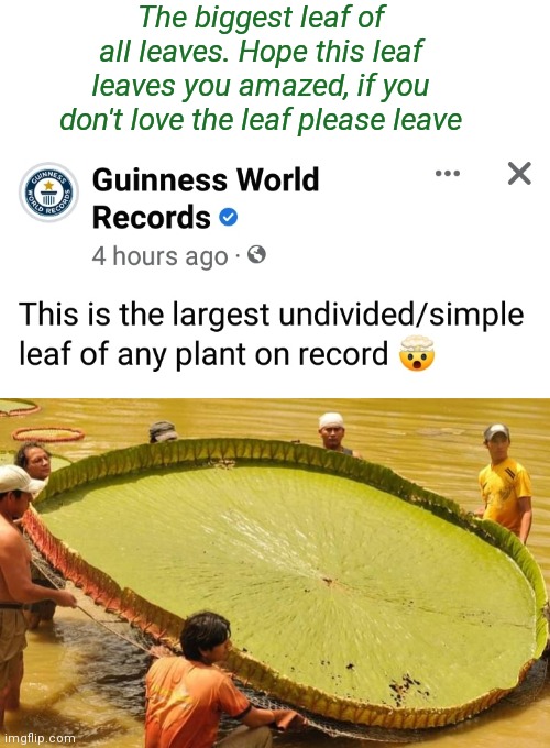 Love the Leaf | The biggest leaf of all leaves. Hope this leaf leaves you amazed, if you don't love the leaf please leave | image tagged in leaves | made w/ Imgflip meme maker