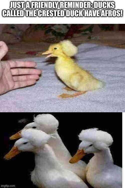 ducks have afros | image tagged in ducks,wholesome,oh wow are you actually reading these tags | made w/ Imgflip meme maker