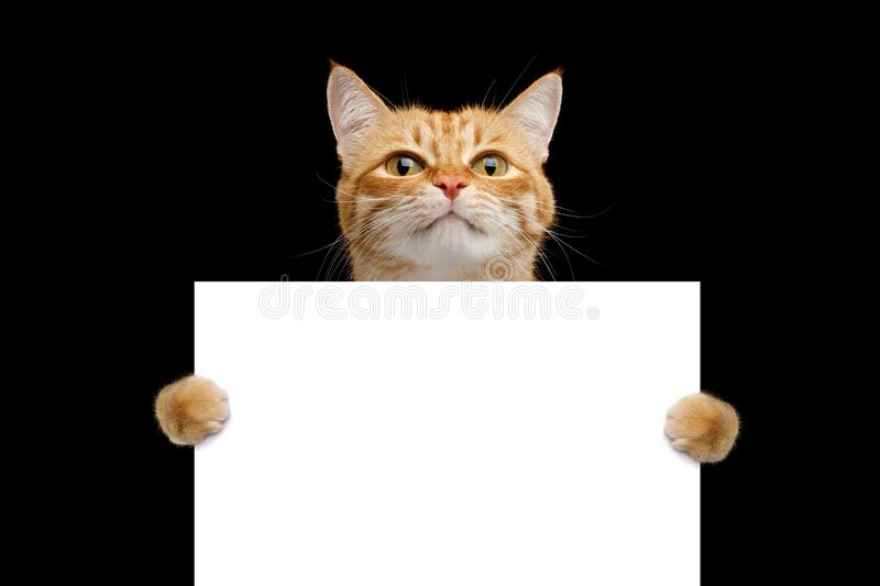 High Quality Cat sign Blank Meme Template