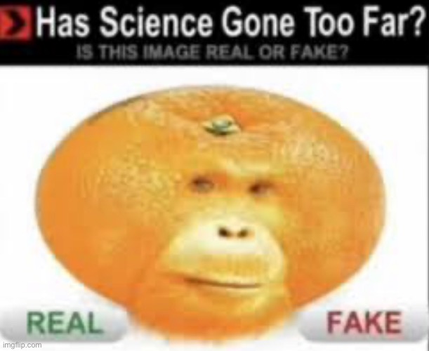 whats inside an orange looks like a clitoris, and i like that~ | image tagged in this is,what,my ass,looks like | made w/ Imgflip meme maker