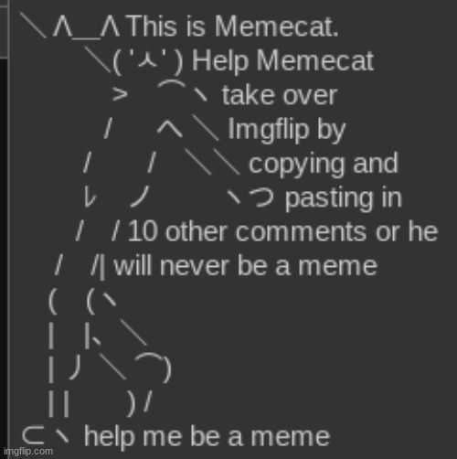 Meme cat | image tagged in meme cat | made w/ Imgflip meme maker