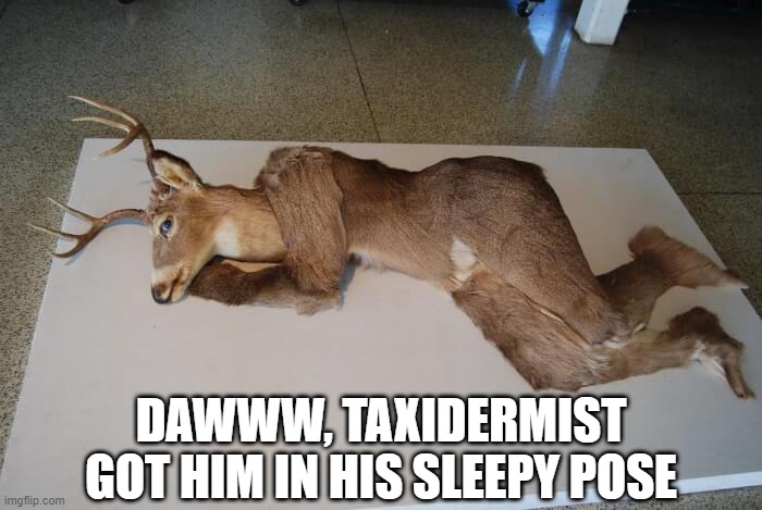 WTH Stuffed | DAWWW, TAXIDERMIST GOT HIM IN HIS SLEEPY POSE | image tagged in unsee juice | made w/ Imgflip meme maker