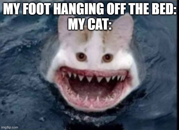 SHARK CAT | MY FOOT HANGING OFF THE BED:
MY CAT: | image tagged in shark cat | made w/ Imgflip meme maker