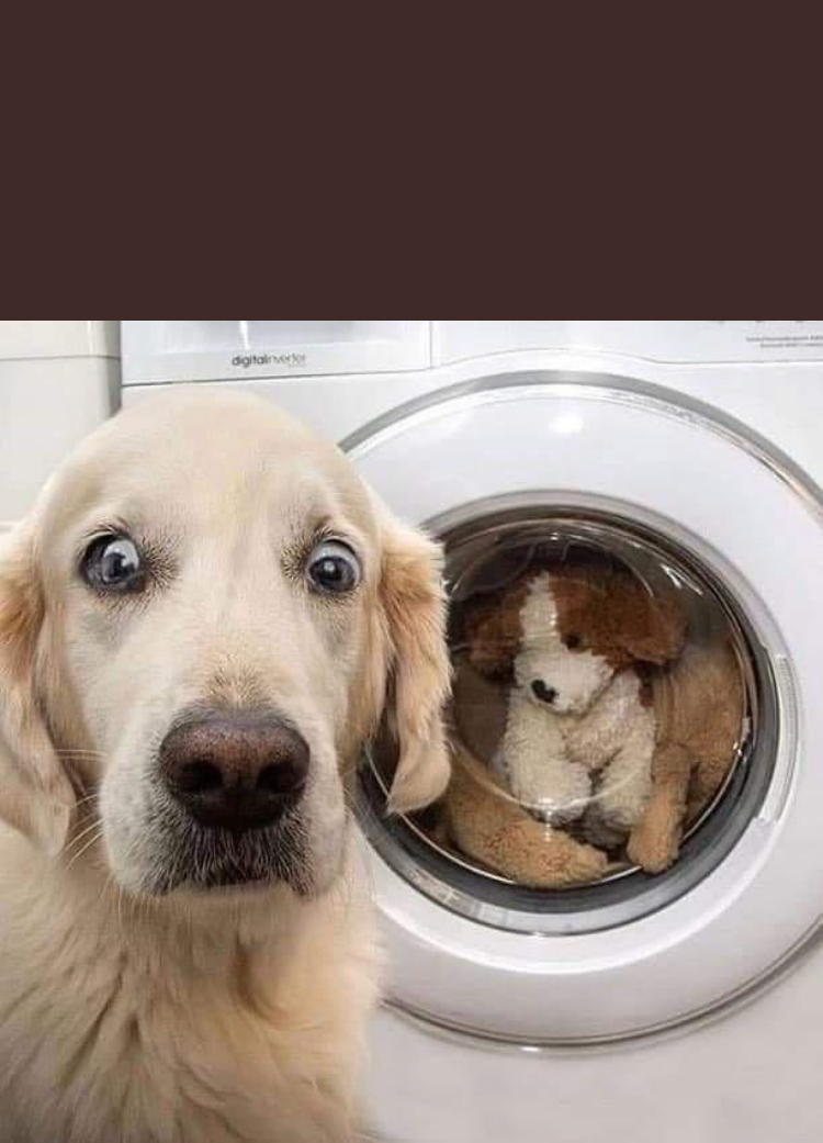 High Quality Doggy Washing Machine Blank Meme Template