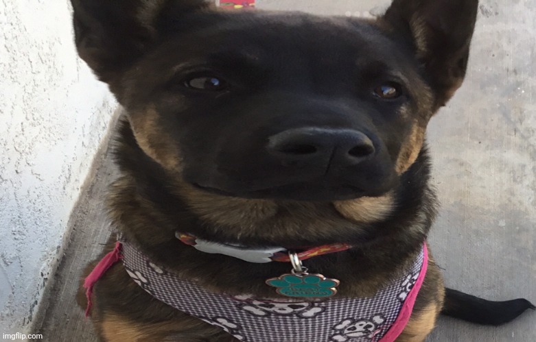 Picture of my dog | image tagged in dog,cute | made w/ Imgflip meme maker