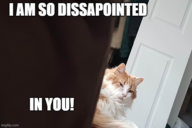 Dissapointed in you | I AM SO DISSAPOINTED; IN YOU! | image tagged in dissapointed,grumpy cat,angry,passive aggressive | made w/ Imgflip meme maker