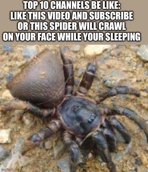 TOP 10 CHANNELS BE LIKE:
LIKE THIS VIDEO AND SUBSCRIBE OR THIS SPIDER WILL CRAWL ON YOUR FACE WHILE YOUR SLEEPING | made w/ Imgflip meme maker