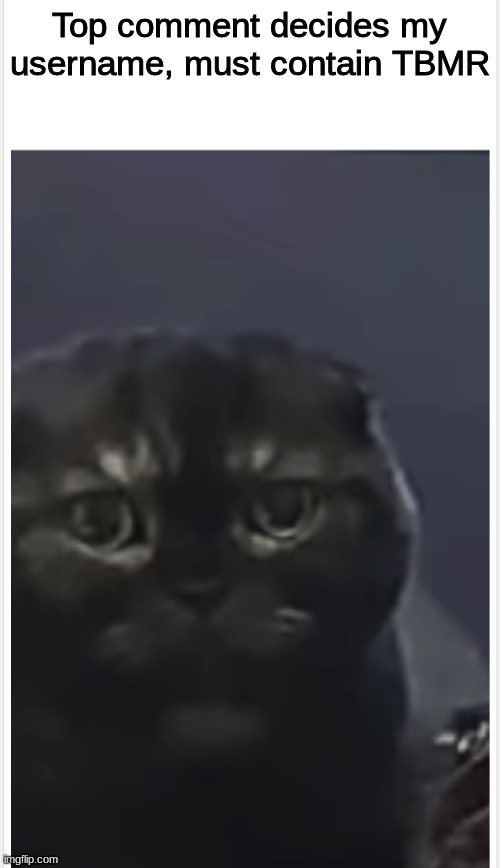 Imma wait for a bit | Top comment decides my username, must contain TBMR | image tagged in debt cat with caption | made w/ Imgflip meme maker