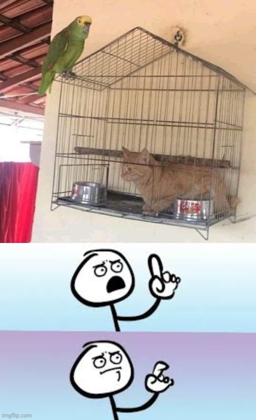 WHAT THE HELL HAPPENED HERE? | image tagged in holding up finger,cats,funny cats | made w/ Imgflip meme maker