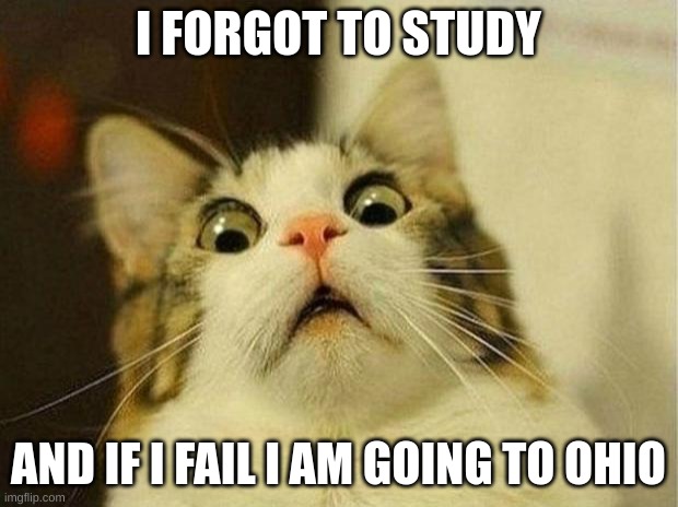 Scared Cat Meme | I FORGOT TO STUDY; AND IF I FAIL I AM GOING TO OHIO | image tagged in memes,scared cat | made w/ Imgflip meme maker