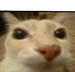 High Quality “Wiggles Your” Cat Blank Meme Template
