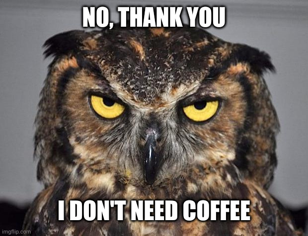 Owl Don't Need Coffee | NO, THANK YOU; I DON'T NEED COFFEE | image tagged in owl,coffee | made w/ Imgflip meme maker