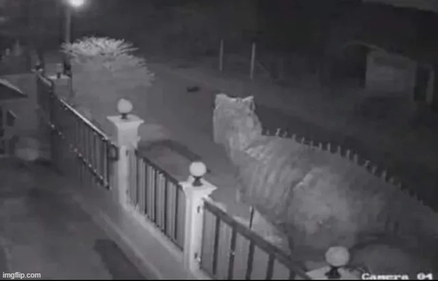 somebody please get their dog, has been barking for hours and I CAN'T GET SLEEP | made w/ Imgflip meme maker