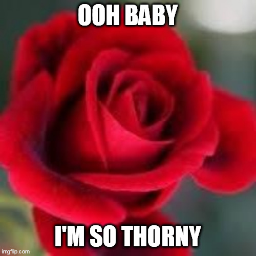 roses are red | OOH BABY; I'M SO THORNY | image tagged in roses are red | made w/ Imgflip meme maker
