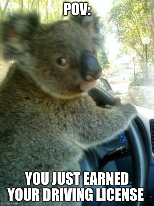 fist time drivers yo | POV:; YOU JUST EARNED YOUR DRIVING LICENSE | image tagged in driving koala | made w/ Imgflip meme maker