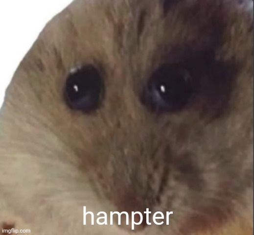 hampter | hampter | image tagged in hampter | made w/ Imgflip meme maker