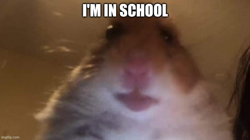 Staring Hamster | I'M IN SCHOOL | image tagged in staring hamster | made w/ Imgflip meme maker