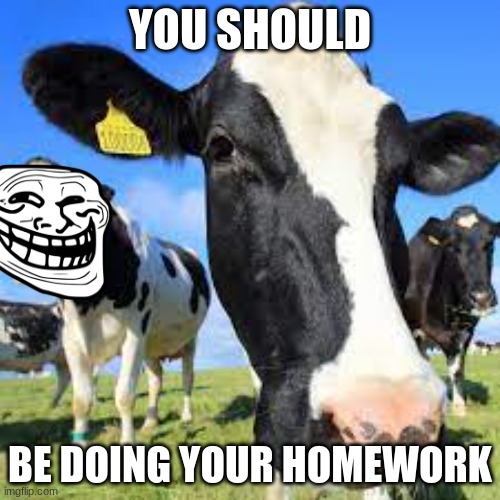 You should be | YOU SHOULD; BE DOING YOUR HOMEWORK | image tagged in funny memes,evil cows,troll face,homework | made w/ Imgflip meme maker